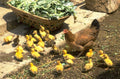 ducklings hen farm 1980s 1990s A4 Photo Print