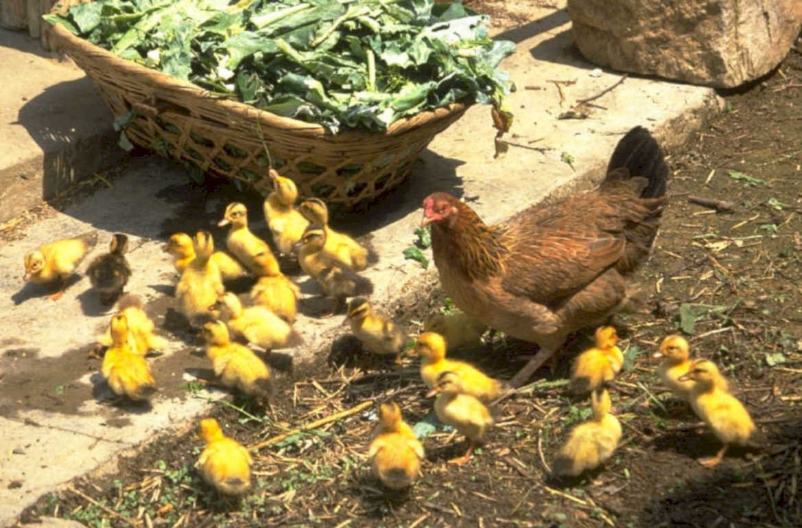 ducklings hen farm 1980s 1990s A4 Photo Print
