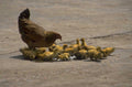 ducklings hen pavement 1980s 1990s A4 Photo Print