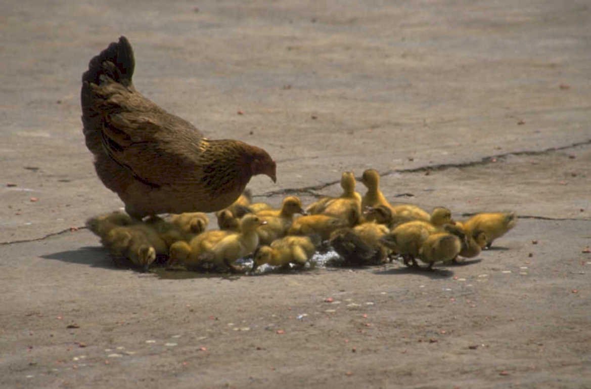 ducklings hen pavement 1980s 1990s A4 Photo Print