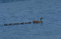 ducks family water Vintage A4 Photo Print