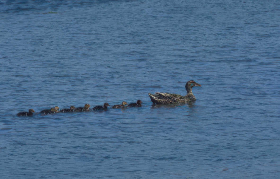 ducks family water Vintage A4 Photo Print