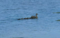 ducks lake family Vintage A4 Photo Print