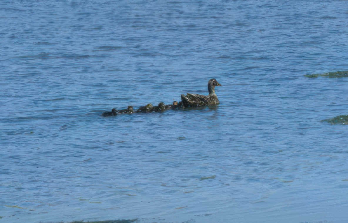 ducks lake family Vintage A4 Photo Print