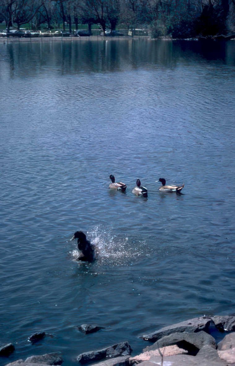 ducks lake scene Vintage A4 Photo Print