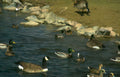 ducks lake shoreline Vintage A4 Photo Print