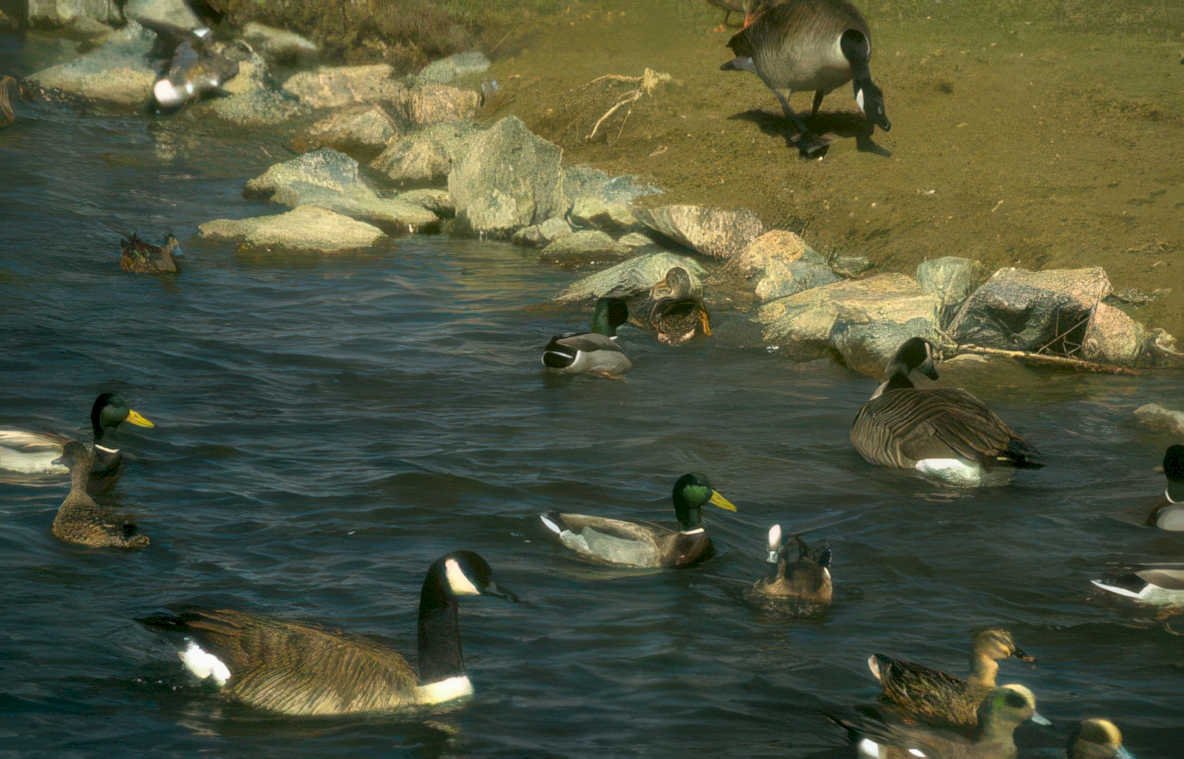 ducks lake shoreline Vintage A4 Photo Print
