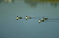 ducks pond reflection GIGA 2