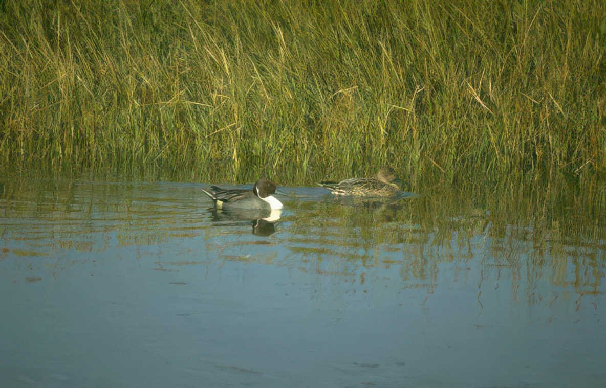 ducks reeds lake Vintage A4 Photo Print
