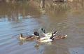 ducks river spring Vintage A4 Photo Print