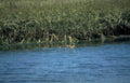 ducks river water Vintage A4 Photo Print