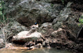 ducks rocks stream Vintage A4 Photo Print