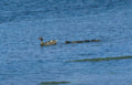 ducks water algae Vintage A4 Photo Print