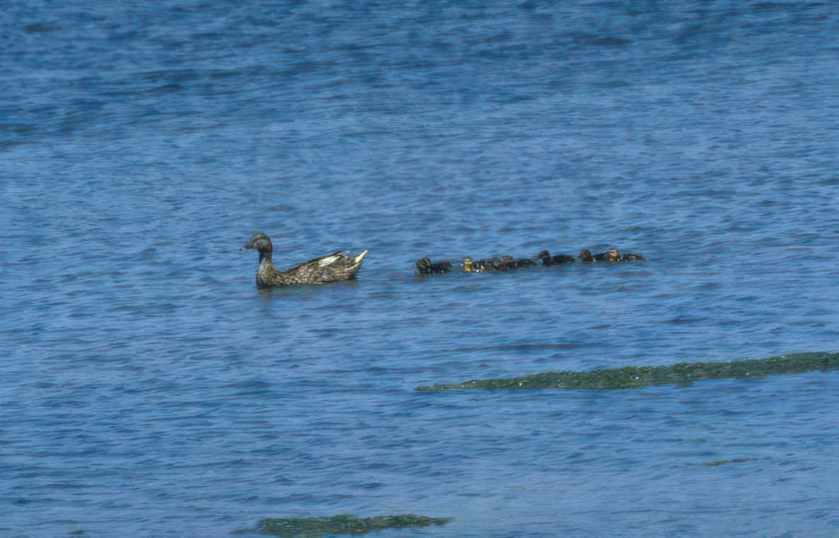 ducks water algae Vintage A4 Photo Print
