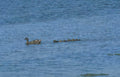 ducks water ducken Vintage A4 Photo Print