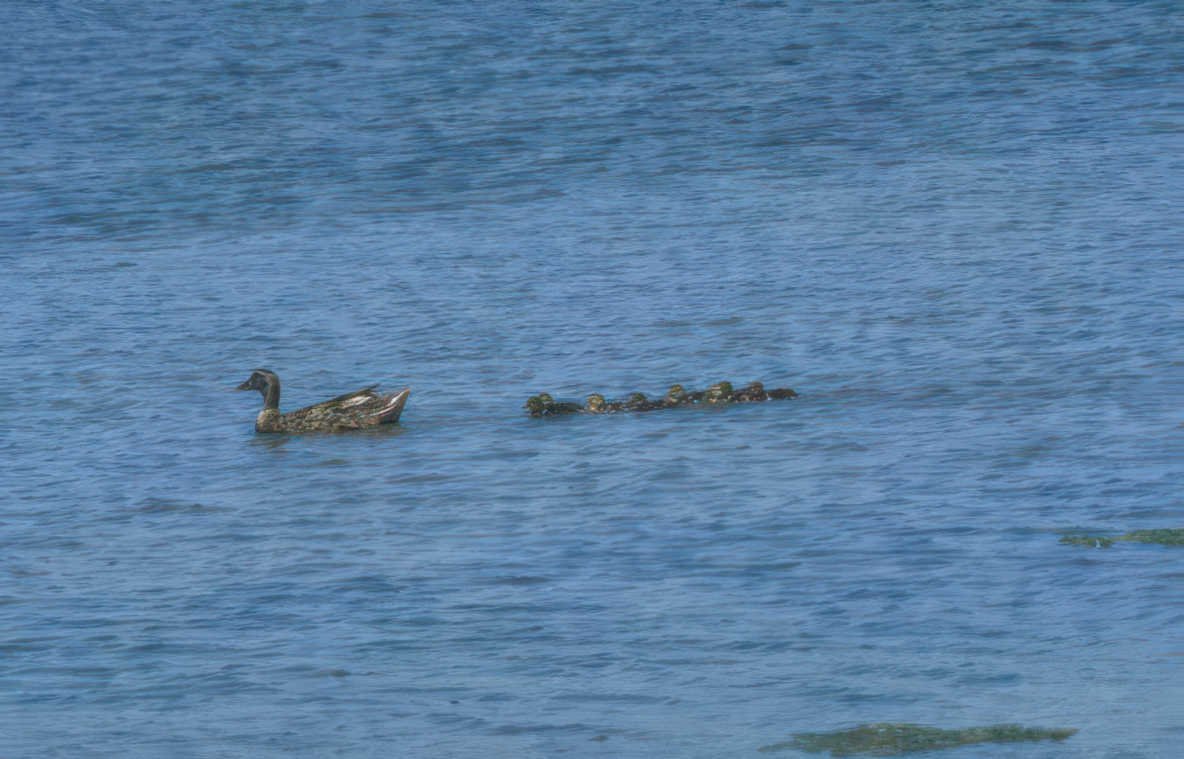ducks water ducken Vintage A4 Photo Print