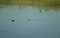 ducks water everglades Vintage A4 Photo Print