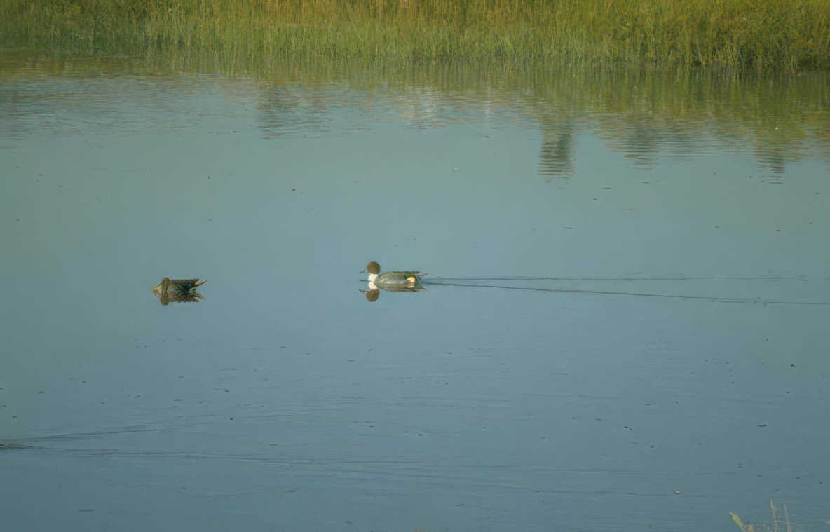 ducks water everglades Vintage A4 Photo Print