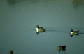 ducks water lake Vintage A4 Photo Print