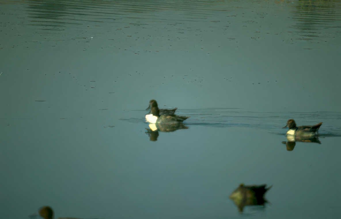 ducks water lake Vintage A4 Photo Print