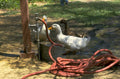 ducks water pump 1980s 1990s A4 Photo Print