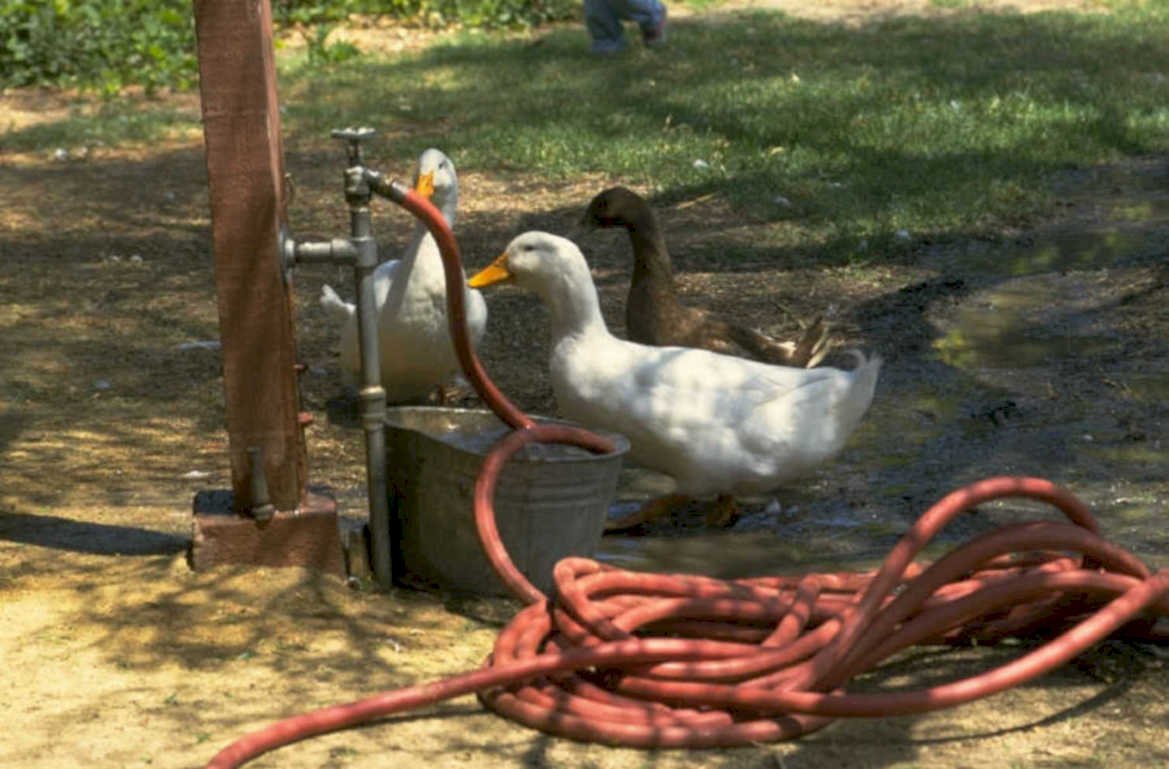 ducks water pump 1980s 1990s A4 Photo Print