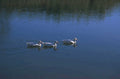 ducks water reflection 1980s 1990s A4 Photo Print