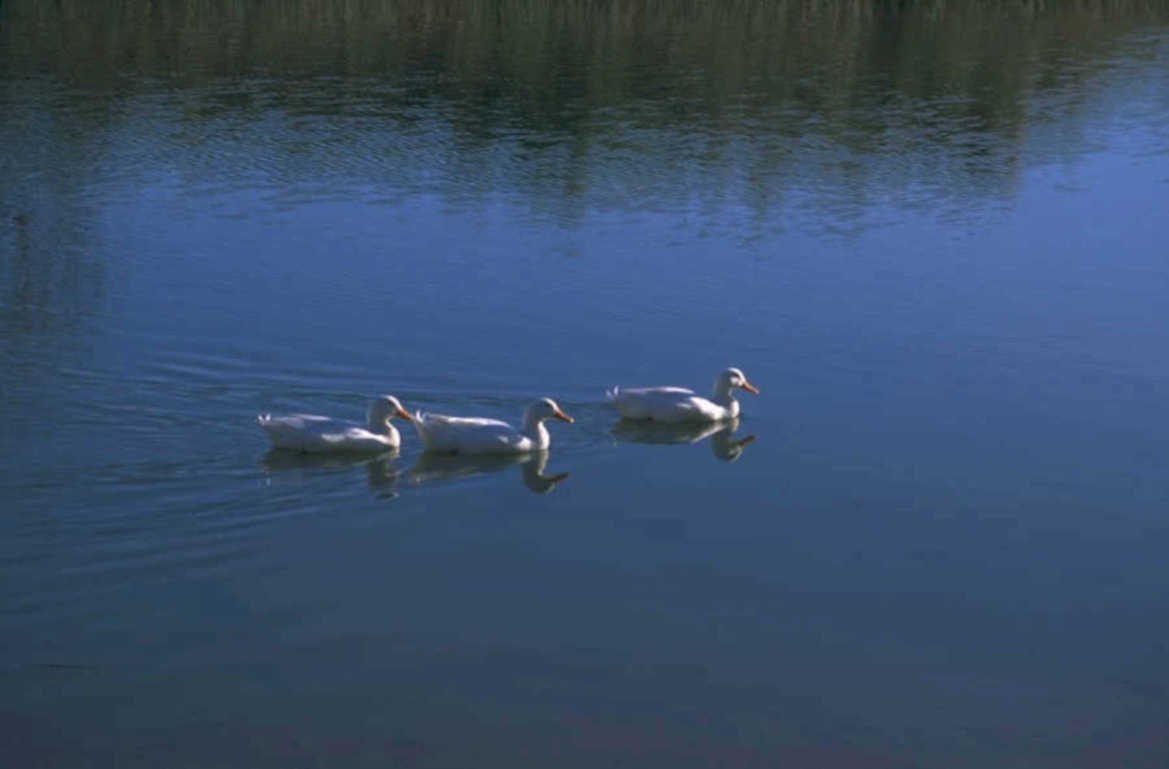 ducks water reflection 1980s 1990s A4 Photo Print