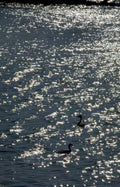 ducks water reflections Vintage A4 Photo Print