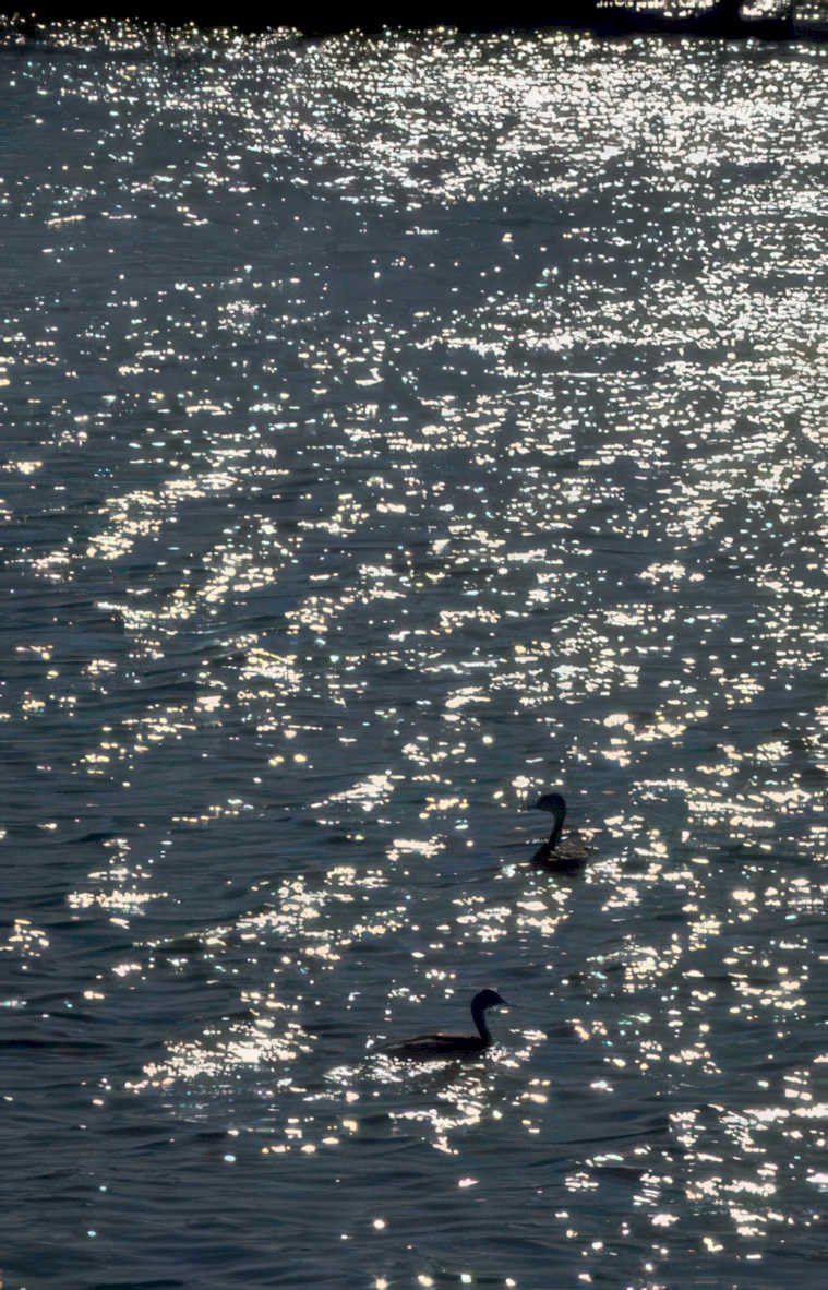 ducks water reflections Vintage A4 Photo Print