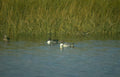 ducks wetland canvas Vintage A4 Photo Print