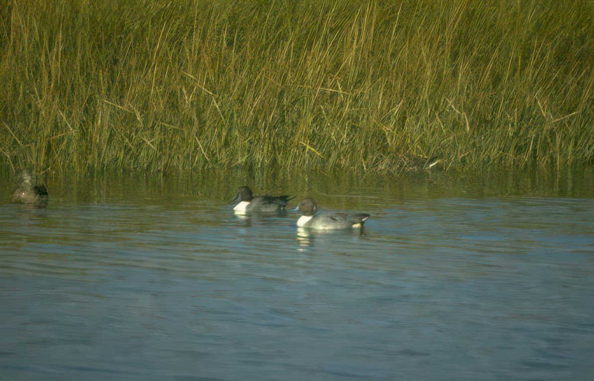 ducks wetland canvas Vintage A4 Photo Print