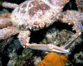 dungeness crab sea1980s 1990s A4 Photo Print