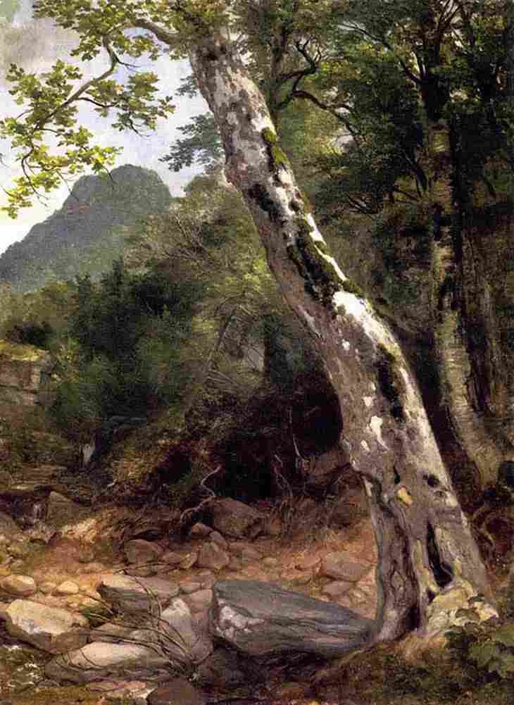 durand A Sycamore Tree Plaaterkill Clove Art A4 Photo Print
