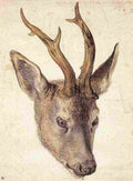durer Head of a Stag Art A4 Photo Print