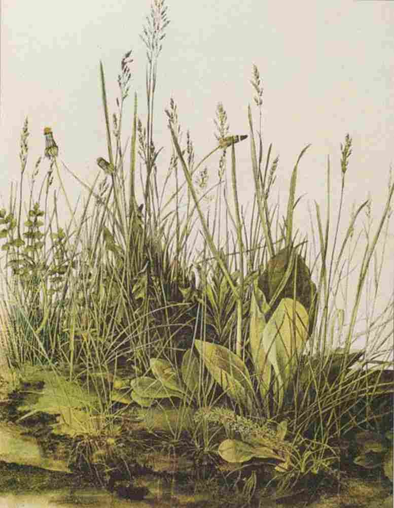 durer Large Piece of Turf Art A4 Photo Print
