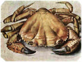 durer Lobster Art A4 Photo Print