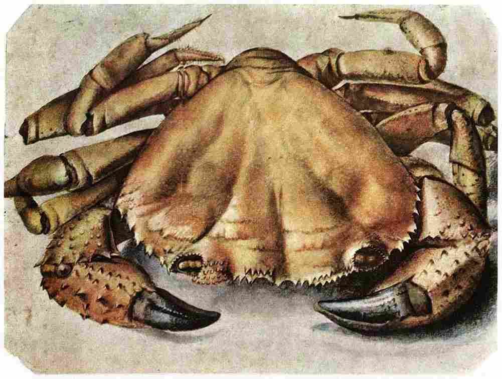 durer Lobster Art A4 Photo Print