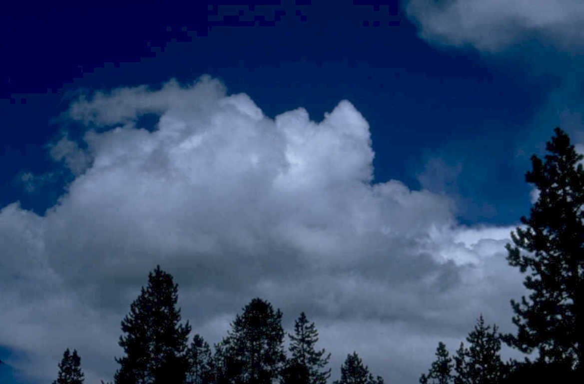 dusk pine sky 1980s 1990s A4 Photo Print