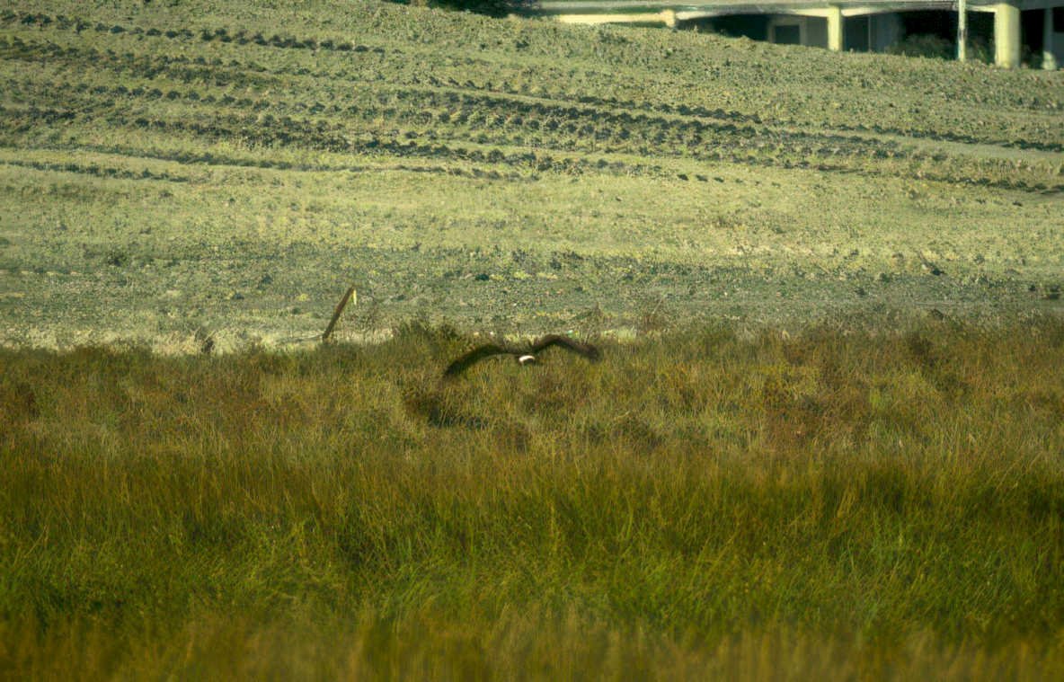 eagle flight golden Vintage A4 Photo Print