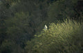 eagle owl tuscan Vintage A4 Photo Print