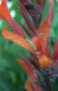 echinacea flower buds Vintage A4 Photo Print