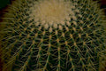 echinocactus grusonii spines Tropical Plant 1980s A4 Photo Print