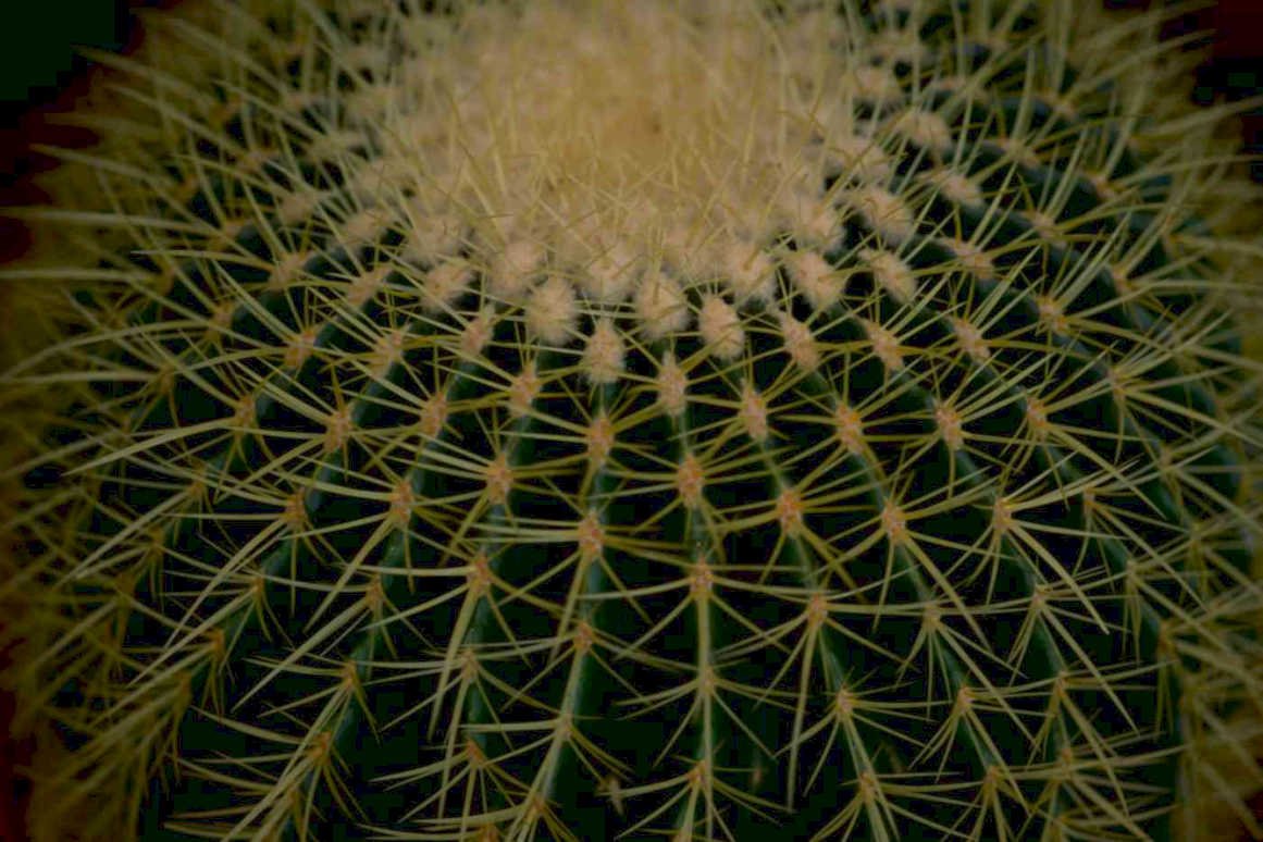 echinocactus grusonii spines Tropical Plant 1980s A4 Photo Print