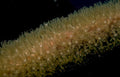 echinogyrinus sea star Vintage A4 Photo Print