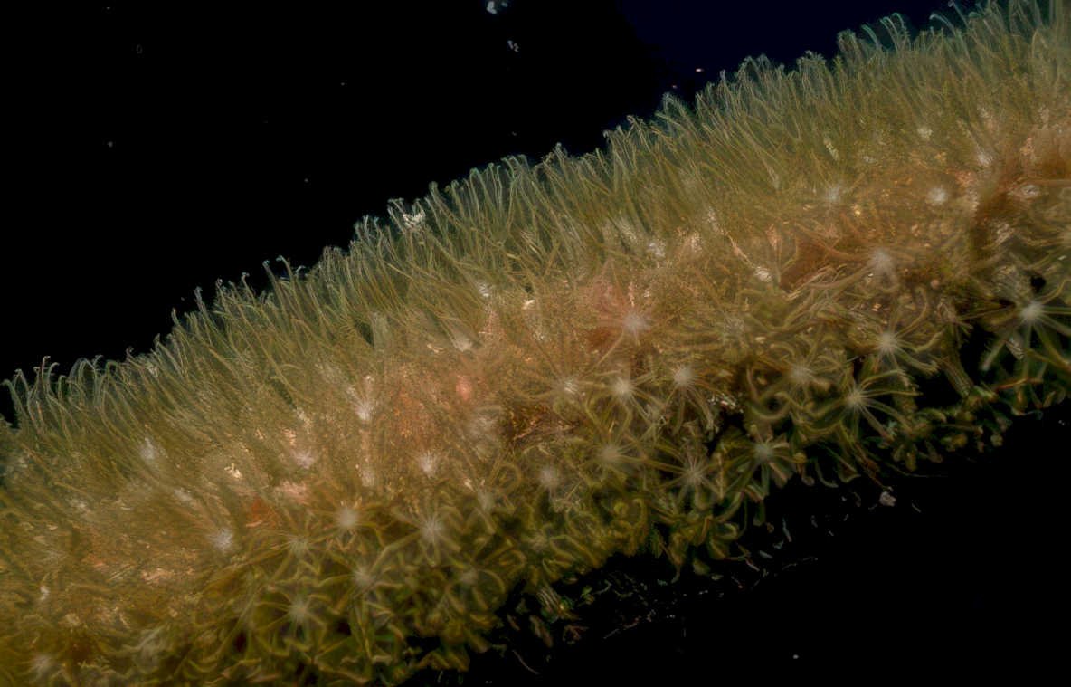 echinogyrinus sea star Vintage A4 Photo Print