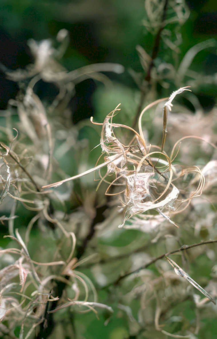 echium seed heads Vintage A4 Photo Print