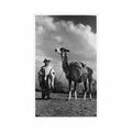 ecuador indio y su lama postal foto ed desconocido Vintage A4 Photo Print
