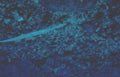 eel seabed rocks Vintage A4 Photo Print