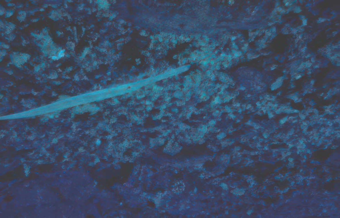 eel seabed rocks Vintage A4 Photo Print